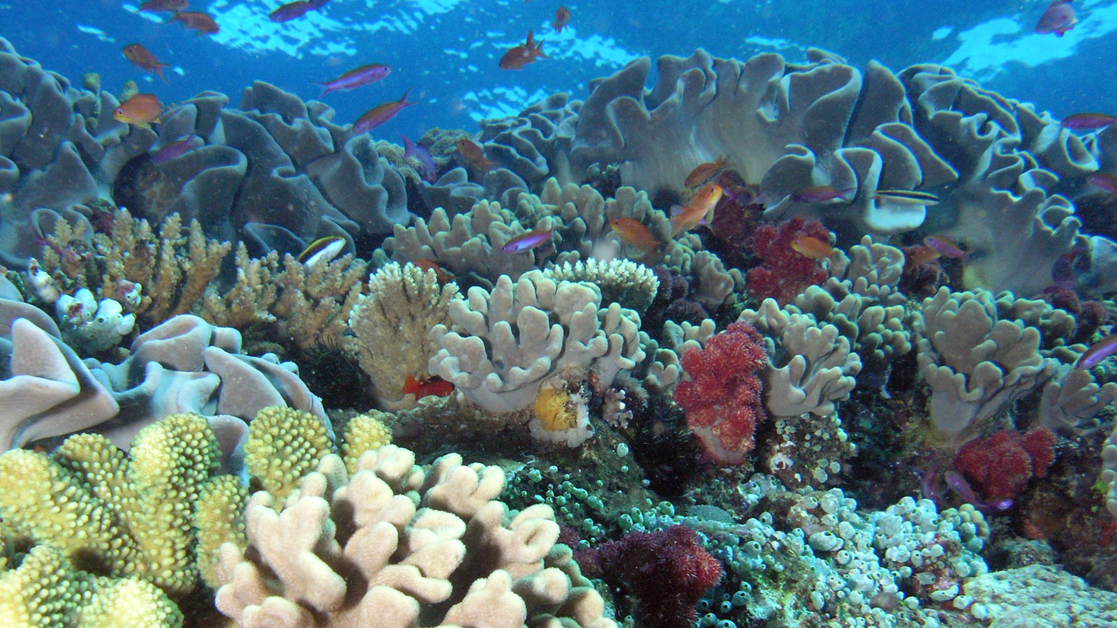 Coral Reef Hawaii