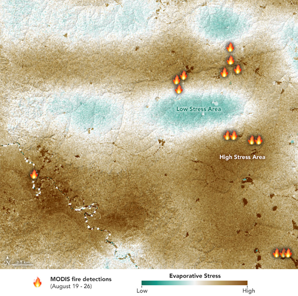 NASA's ECOSTRESS sensor measured the stress levels of plants when it passed over the Peruvian Amazon rainforest on Aug. 7, 2019. The map reveals that the fires were concentrated in areas of water-stressed plants (brown). The pattern points to how plant health can impact the spread of fires. Credits: NASA/JPL-Caltech/Earth Observatory