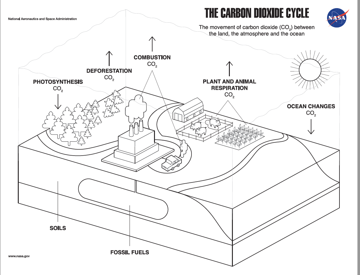 Carbon Cycle Coloring Page